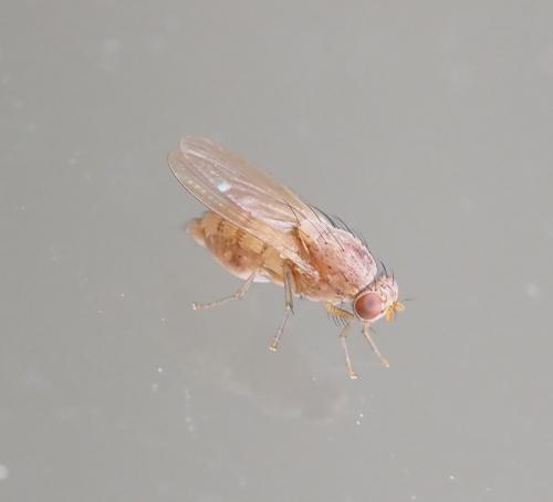 Minettia sp.